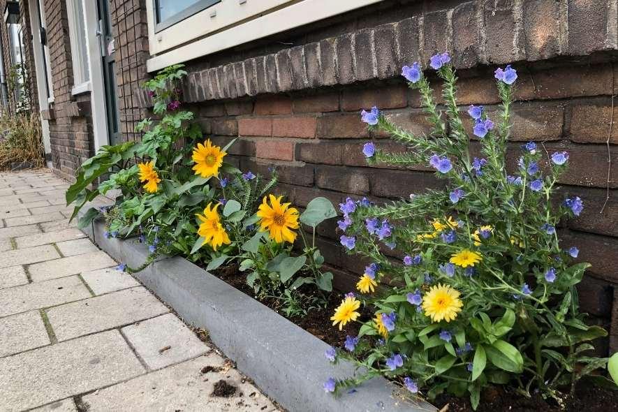 geveltuin-utrecht-guerrilla-gardeners.jpg